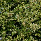 Buxus microphylla