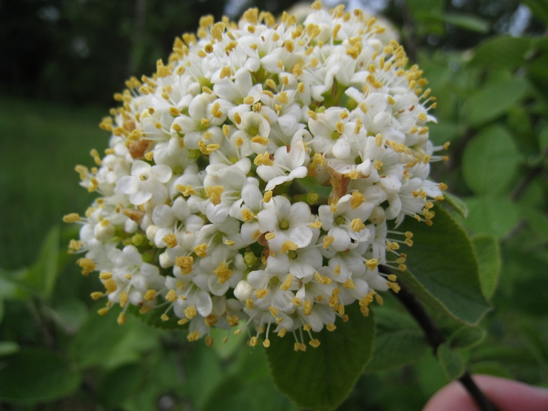 Image of Viburnum lantana specimen.