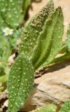 Anchusa milleri