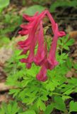 Corydalis buschii