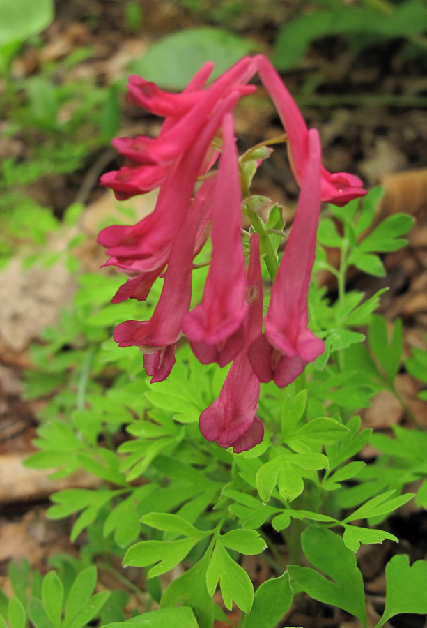 Image of Corydalis buschii specimen.