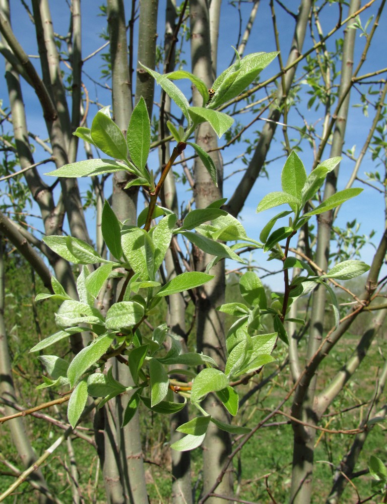 Изображение особи Salix &times; smithiana.