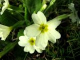 Primula vulgaris. Цветки. Ставропольский край, г. Кисловодск, территория санатория \"Луч\". 25.03.2013.