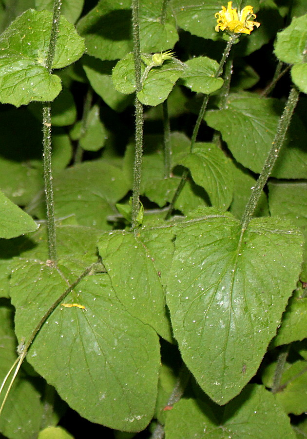 Изображение особи Doronicum pardalianches.
