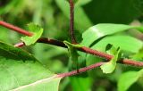 Salix pyrolifolia