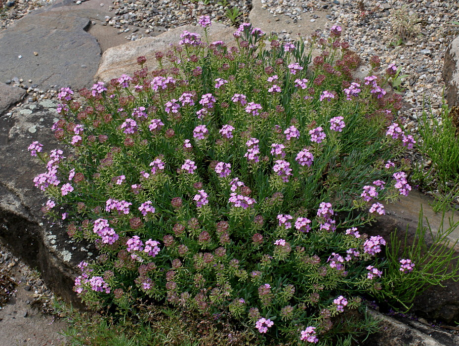 Image of Aethionema saxatile specimen.