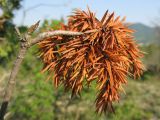 Juniperus deltoides