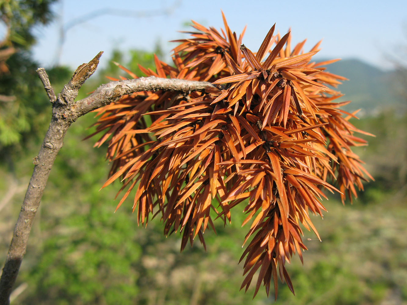 Изображение особи Juniperus deltoides.