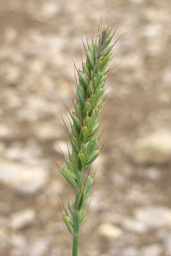 Image of Triticum aestivum specimen.