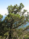 Juniperus foetidissima