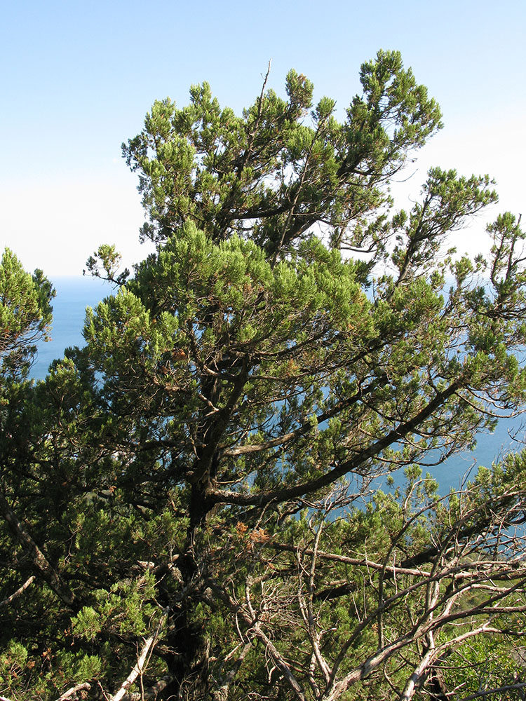 Изображение особи Juniperus foetidissima.