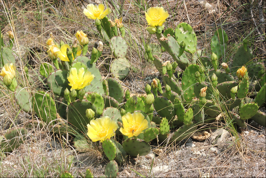 Изображение особи Opuntia humifusa.