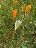 Crocus scharojanii