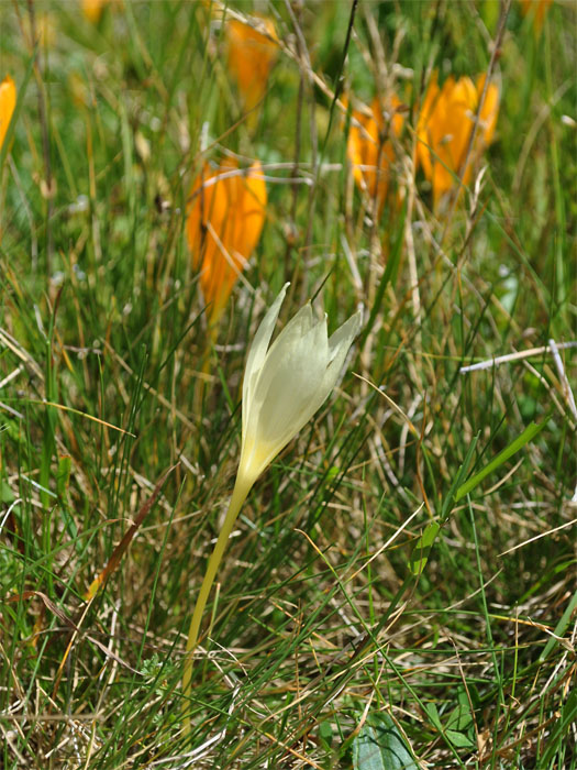 Изображение особи Crocus scharojanii.