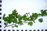 Crataegus monogyna