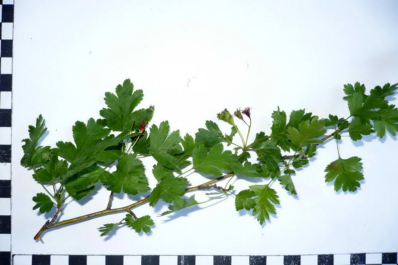 Image of Crataegus monogyna specimen.