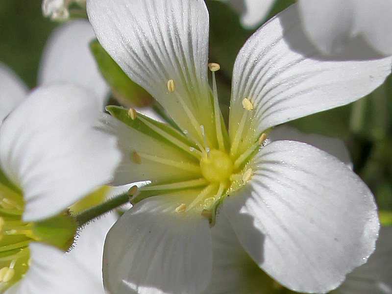 Image of Minuartia circassica specimen.