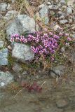 Saxifraga oppositifolia. Цветущее растение среди камней на берегу реки. Кольский п-ов, Хибины, подножие у южного склона массива Кукисвумчорр, берег р. Вудъяврйок. 17.06.2013.