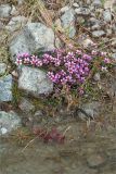 Saxifraga oppositifolia