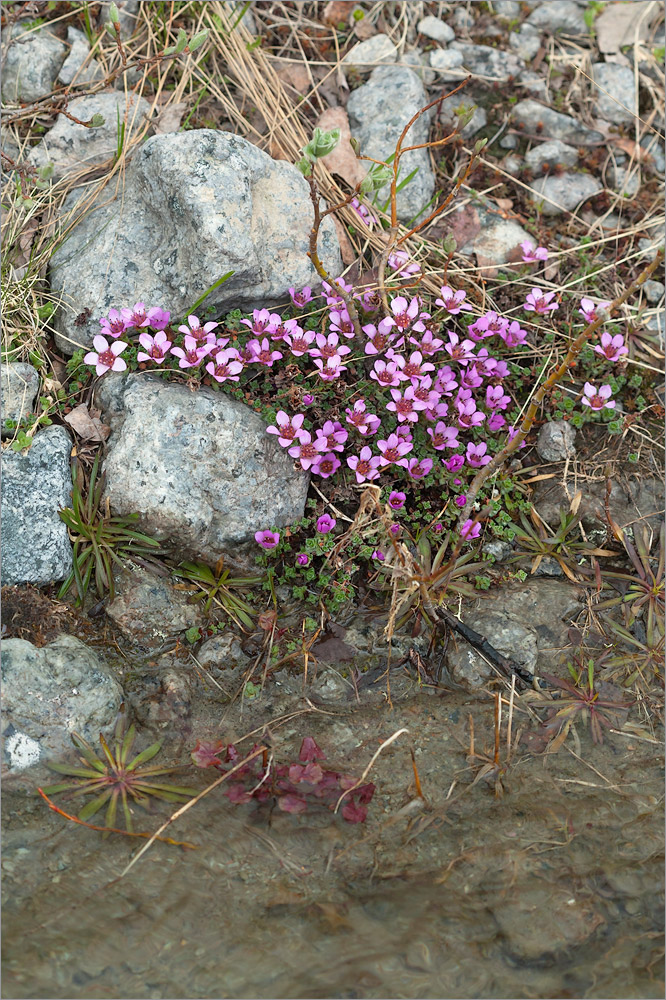 Изображение особи Saxifraga oppositifolia.