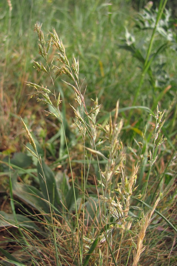 Изображение особи Festuca callieri.