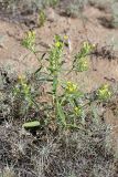 Arnebia decumbens. Цветущее растение. Южный Казахстан, восточная граница пустыни Кызылкум. 05.05.2013.