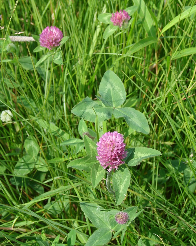 Изображение особи Trifolium pratense.