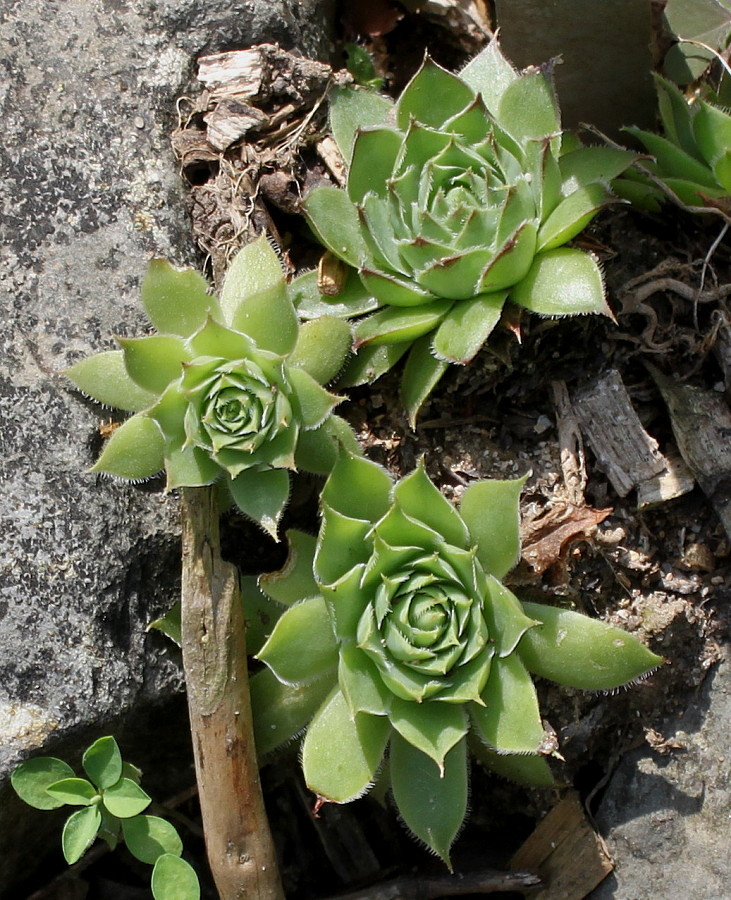 Изображение особи Sempervivum tectorum.