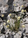 Allium marschallianum. Цветущее растение. Горный Крым, Бабуган-Яйла. 27 июля 2009 г.