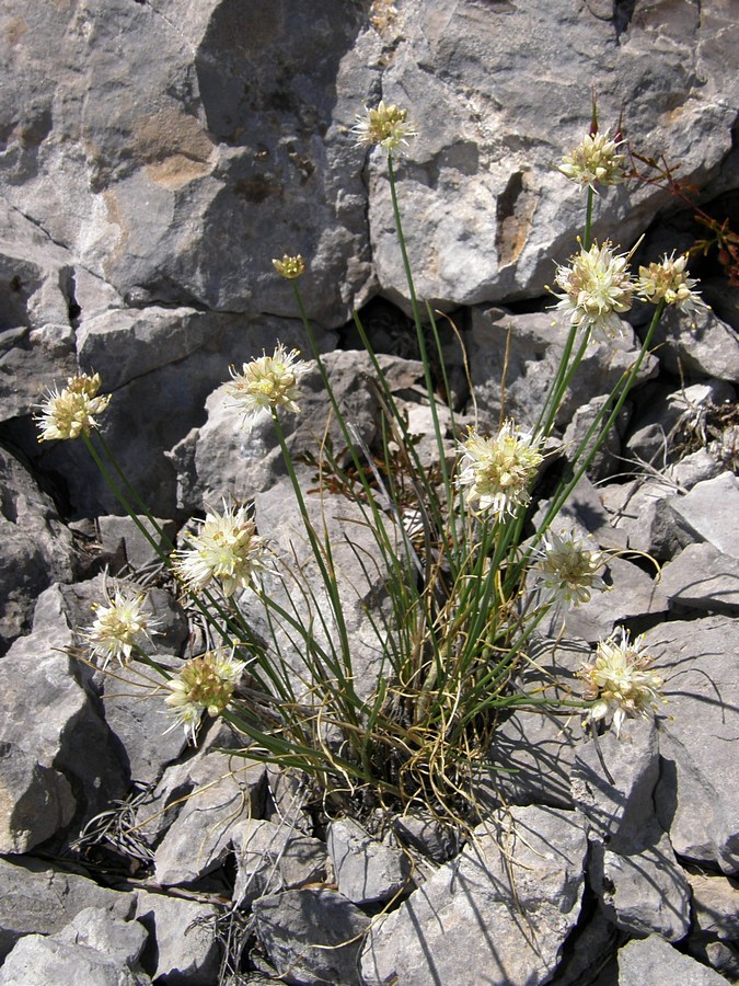 Image of Allium marschallianum specimen.