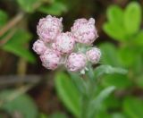 Antennaria dioica. Соцветие. Иркутская обл., Иркутский р-н, окр. пос. Марково, лес, р. Кая. 23.06.2013.