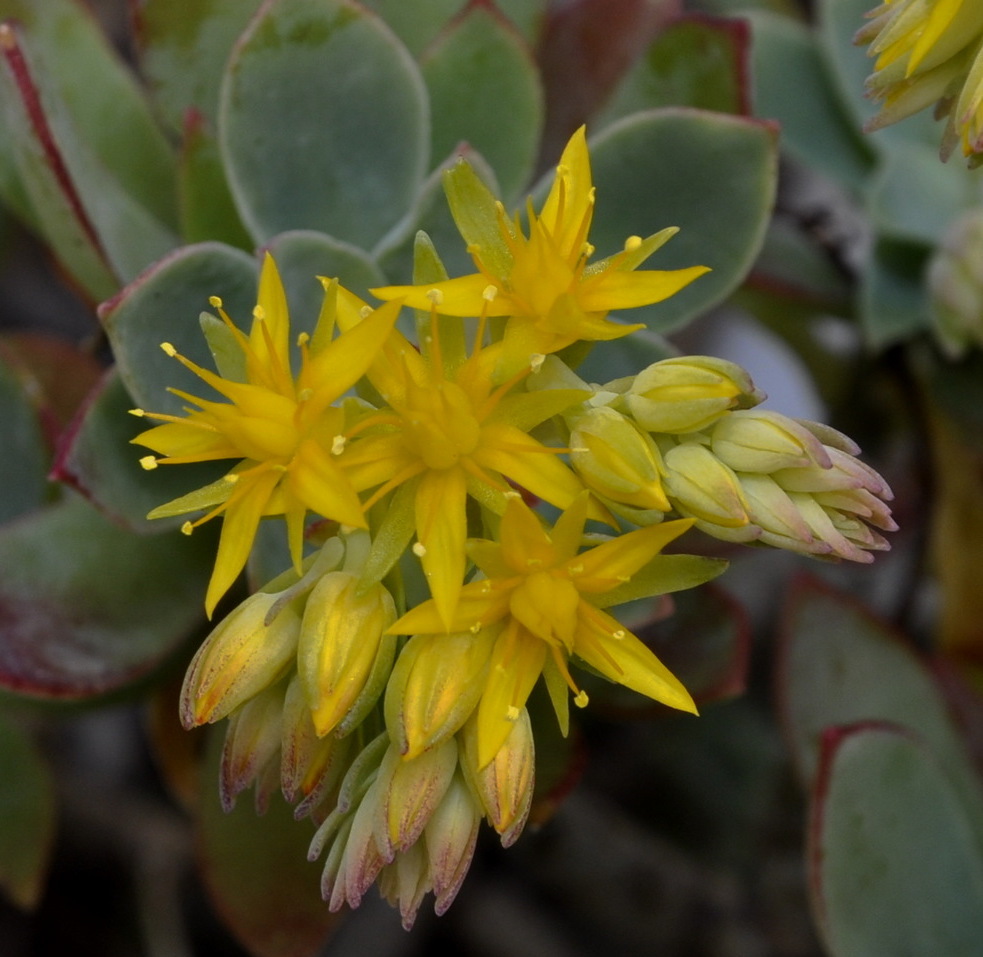 Изображение особи Sedum palmeri.