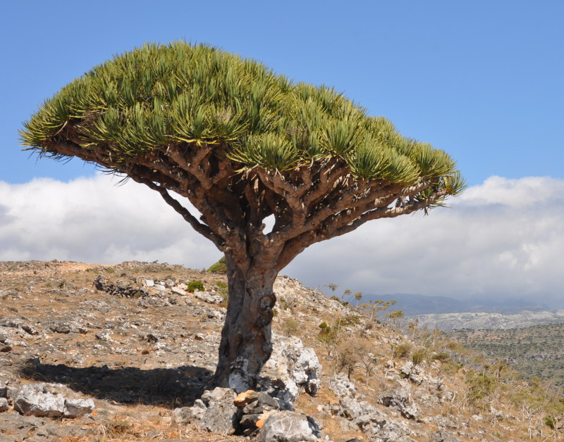 Изображение особи Dracaena cinnabari.