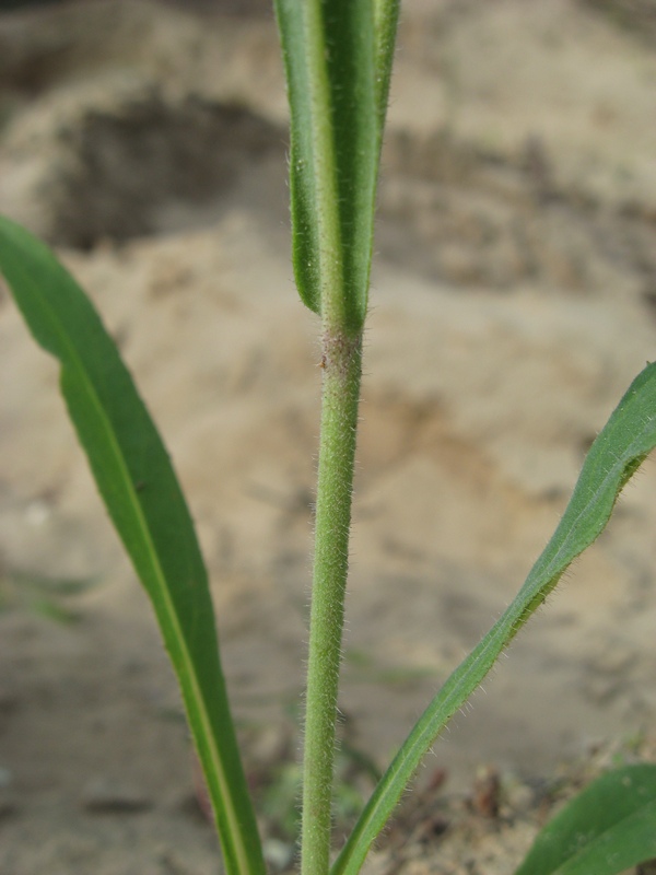Image of Pilosella vaillantii specimen.