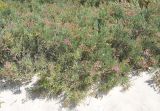 Limonium sokotranum. Цветущие растения. Сокотра, залив Шуаб. 04.01.2014.