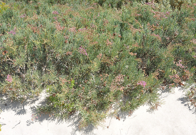 Изображение особи Limonium sokotranum.