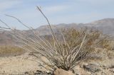 Fouquieria splendens. Растение в пустыне в период покоя. США, Калифорния, Joshua Tree National Park. 19.02.2014.