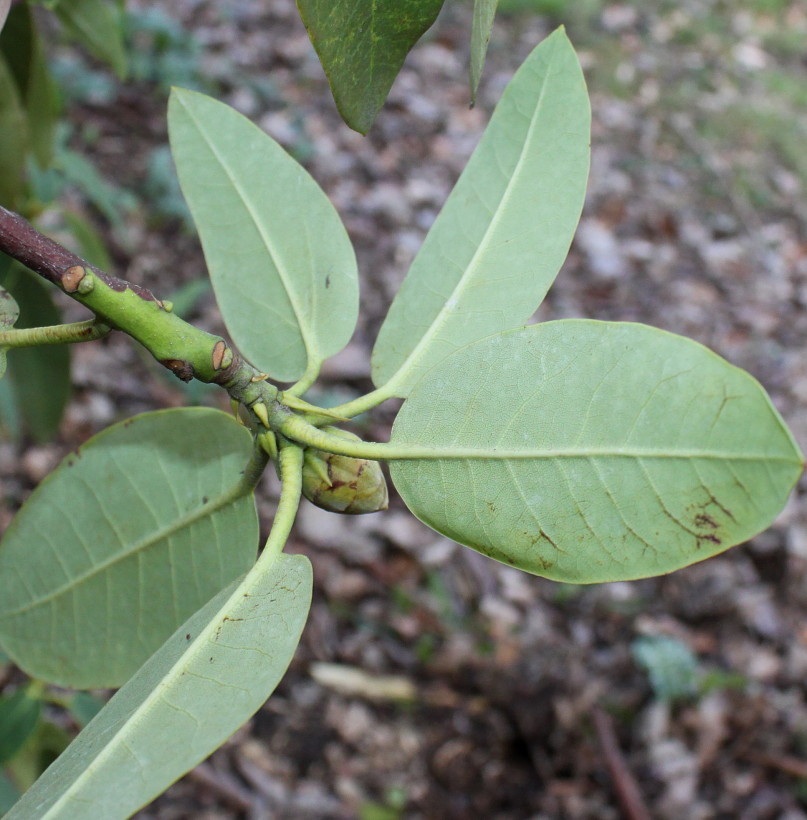 Изображение особи Rhododendron oreodoxa.