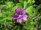 Malva mauritiana. Цветок. Узбекистан, Ташкентская обл., Бостанлыкский р-н, пойма р. Чирчик. 14.05.2006.