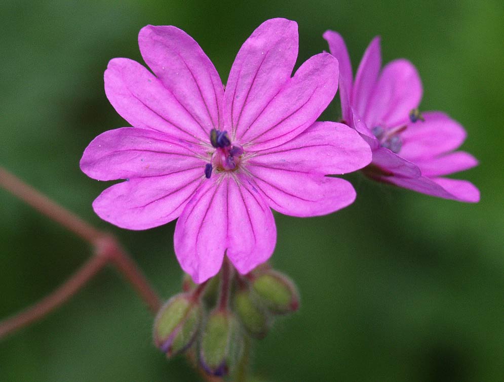 Image of Geranium pyrenaicum specimen.