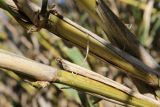 Arundo donax