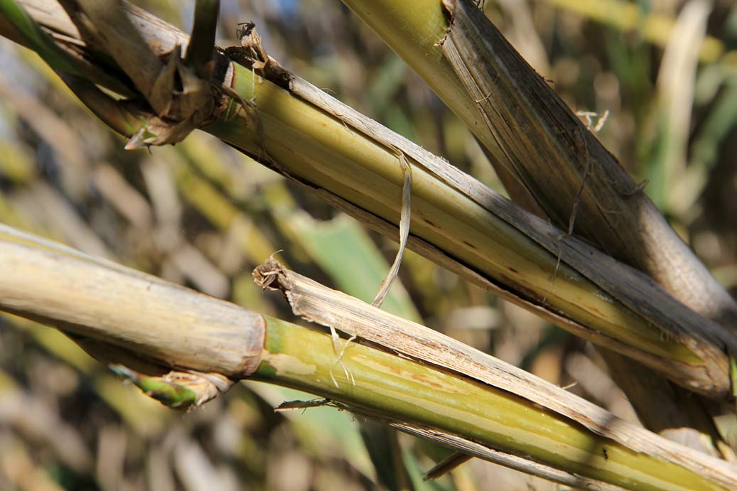 Изображение особи Arundo donax.