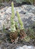 Orostachys spinosa. Расцветающее и нераспустившееся соцветия. Восточный Казахстан, Уланский р-н, сопки в окр. с. Украинка. 03.08.2012.