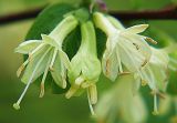 Lonicera caerulea. Соцветия. Санкт-Петербург, 20 мая 2009 г.