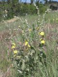 Verbascum undulatum. Зацветающее растение. Крым, Севастополь, обочина в окр. бух. Солёная. 30 апреля 2014 г.