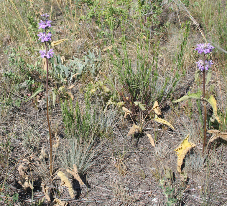 Image of Phlomoides agraria specimen.