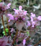 Lamium purpureum