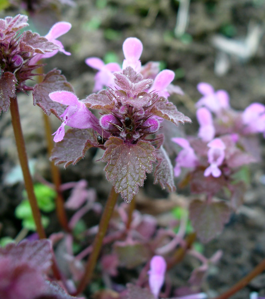 Image of Lamium purpureum specimen.