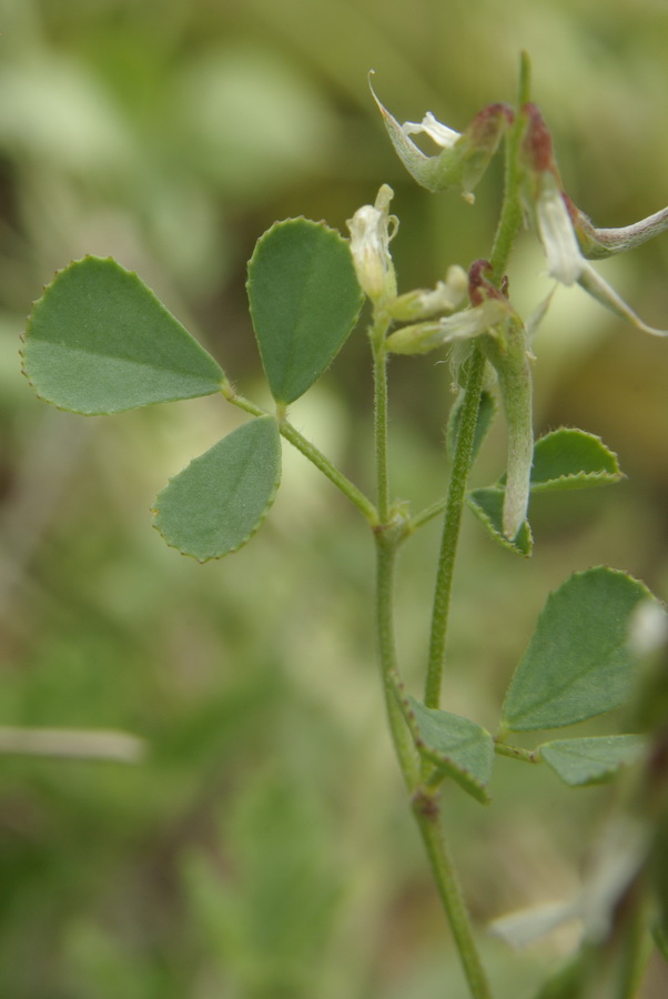 Image of Trigonella strangulata specimen.