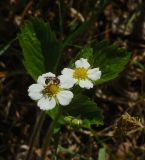 Fragaria vesca. Цветки с кормящейся пчелой. Чувашия, окр. г. Шумерля, вырубка за Низким полем. 22.05.2014.